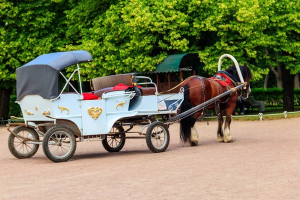 Carruaje Vacío Tirado Por Caballos Parque Verde — Foto de Stock