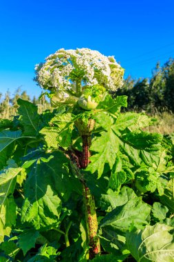 Sosnowsky 'nin yaban domuzu (Heracleum sosnowskyi) tehlikeli bir otçul bitkidir. Bitkinin tüm kısımlarında yoğun zehirli alerjik Furanomarin bulunur.