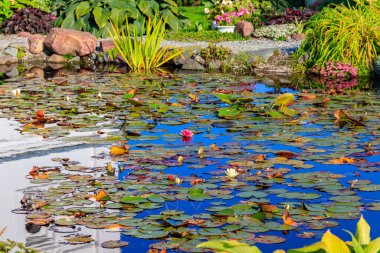 Çiçek açan beyaz ve pembe nilüferli güzel bahçe göleti.