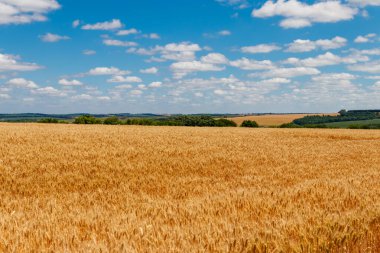 Olgun altın buğday tarlası