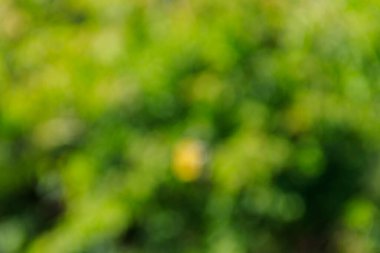 Yeşil doğal bulanık soyut arkaplan