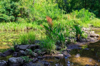 Yazın yeşil ormanda küçük bir nehir.