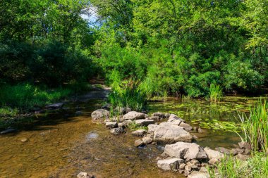 Yazın yeşil ormanda küçük bir nehir.