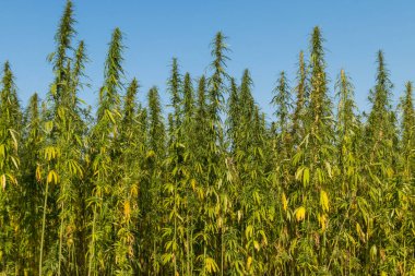 Yeşil kenevir tarlası (marijuana) bitkileri