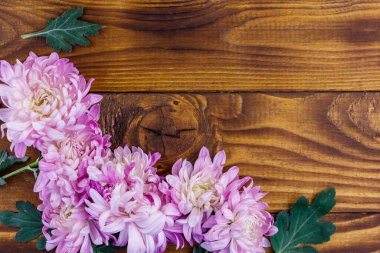 Ahşap arka planda güzel kasımpatılar. Üst görünüm, alanı kopyala