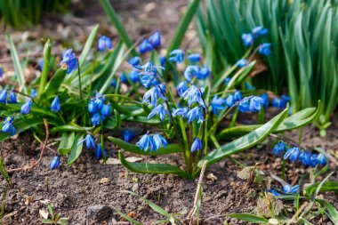 Mavi scilla çiçekleri (Scilla siberica) veya Sibirya Squill 'i. İlk bahar çiçekleri