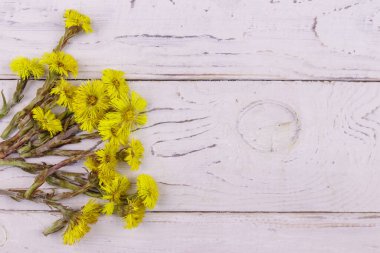 Beyaz ahşap arka planda Coltsfoot (Tussilago farfara) çiçekleri. Üst görünüm, alanı kopyala