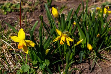Bahçedeki sarı nergis çiçekleri. Çiçek tarhında güzel narsisler