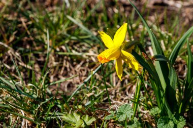 Bahçedeki sarı nergis çiçekleri. Çiçek tarhında güzel narsisler