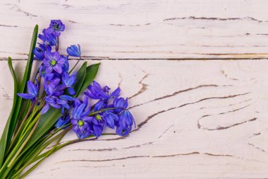 Beyaz ahşap arka planda mavi scilla çiçekleri. İlk bahar çiçekleri. Sevgililer Günü, Kadınlar Günü ve Anneler Günü için tebrik kartı. Üst görünüm, alanı kopyala