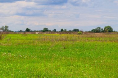 Yeşil çayır, gökyüzü ve ağaçlarla kaplı bahar manzarası