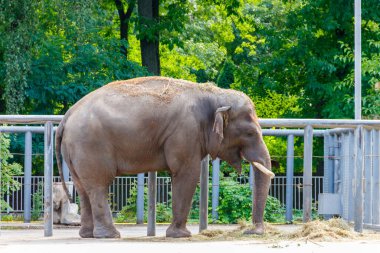 Hint filinin portresi (Elephas maximus indicus)