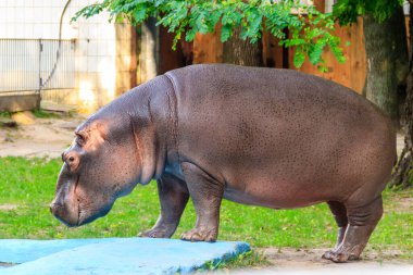 Yaygın su aygırı (Hippopotamus amfibi) veya su aygırı