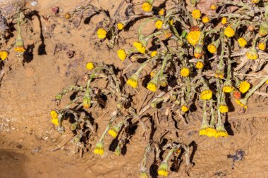 Çayır üzerinde Coltsfoot çiçeği (Tussilago farfara)