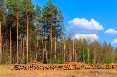 Yığılmış ağaç gövdeleri çam ormanlarındaki kereste endüstrisi tarafından devrilmiş.