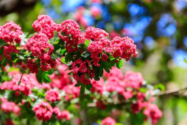 İlkbaharda Hawthorn 'un güzel pembe çiçeği