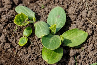 Sebze bahçesinde kabak filizleri