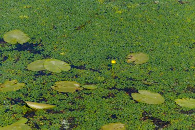 Sarı su zambağı ve gölde ördek otu