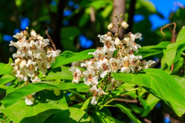 Katalpa ağacının güzel beyaz çiçekleri