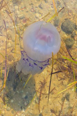 Rhizostoma pulmo, varil denizanası, çöp kapağı denizanası ya da fırfırlı ağızlı denizanası olarak bilinir.