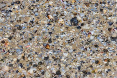 Deniz kabuklarının arka planı