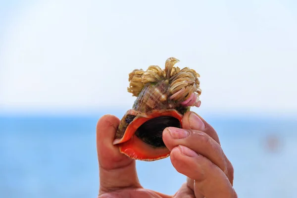 Man\'s hand holding a live rapana in shell on a background of a sea