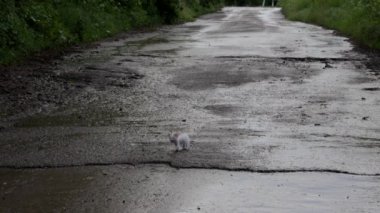 Islak, üzgün, yağmurdan sonra sokakta kalmış kedi yavrusu.