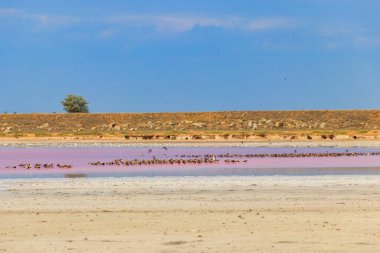 Ukrayna 'nın Kherson bölgesindeki pembe tuzlu Syvash gölünde kuş sürüsü