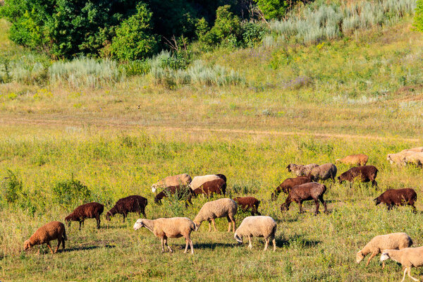 Flock of sheep grazing on a green meadow