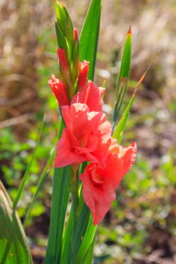 Bahçedeki güzel gladiolus çiçeği