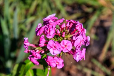 Bahçedeki güzel pembe fenik çiçeği