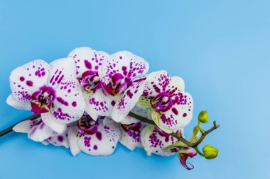 Pastel mavi arka planda bir dal orkide penisi. Üst görünüm