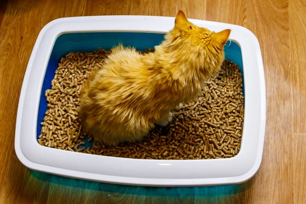Ginger cat in cat\'s litter box