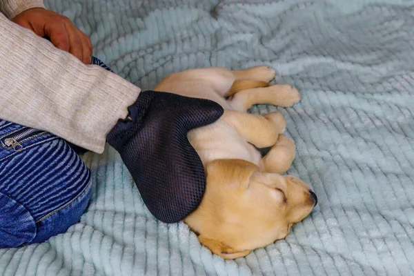 Man with a pet grooming glove brushing a fur of labrador retriever puppy