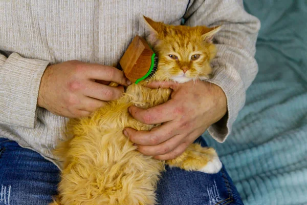 Man with a pet slicker brush brushing a fur of fluffy ginger cat