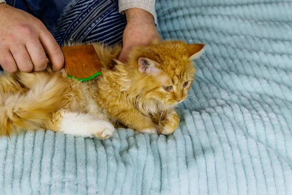 Man with a pet slicker brush brushing a fur of fluffy ginger cat