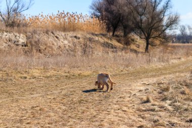 Çayırda koşan sevimli labrador av köpeği yavrusu.