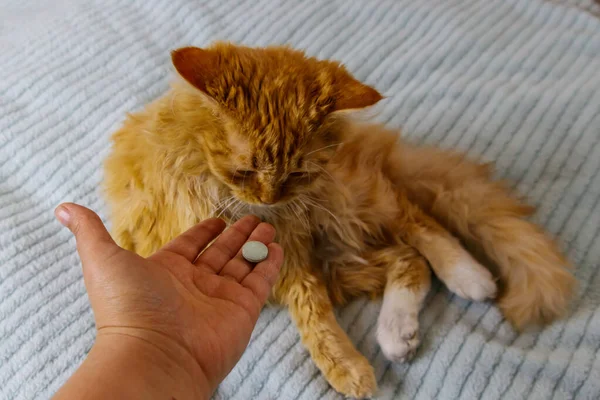 Ginger cat getting a pill from female hand. Concept of taking medicines or vitamins for animals, veterinary medicine, pet care