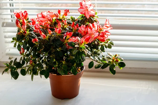 Pencere kenarındaki saksıda açan pembe açelya.