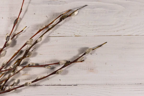 Beyaz ahşap arka planda amcık söğüdü dalları. Üst görünüm, alanı kopyala