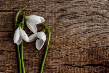 Kırsal ahşap arka planda beyaz kardelen buketi