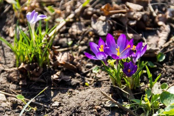 Baharda bahçede mor kır çiçekleri