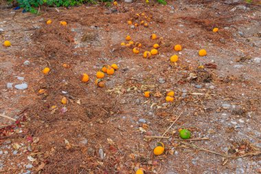 Çöpe atılmış çöpler yerde yatarken çürümüş mandalinalar. Yemek israfı.