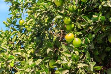 Bahçedeki ağaç dallarında asılı olgunlaşmamış mandalinalar.