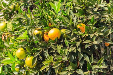 Bahçedeki ağaç dallarında sallanan portakal meyveleri