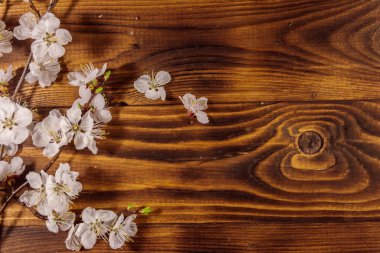 Ahşap arka planda kayısı ağacı çiçekleri. Tahta masada bahar çiçeği. Üst görünüm, alanı kopyala