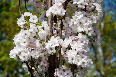 İlkbaharda kiraz ağacı çiçeği
