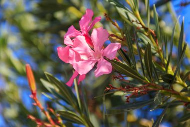 Bahçede çiçek açan pembe Neryum zakkum