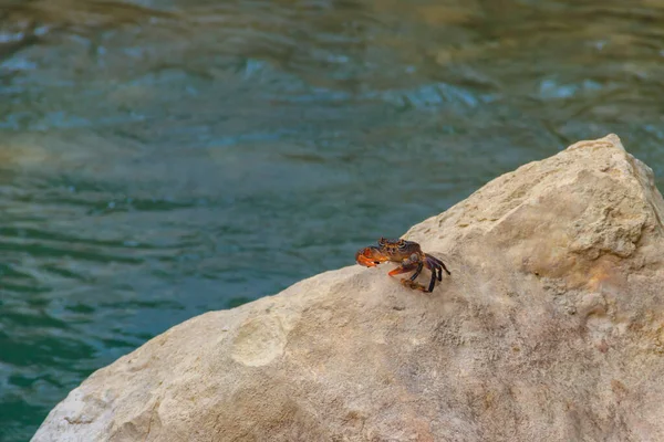 Freshwater river crab (Potamon ibericum) on stone near a mountain river