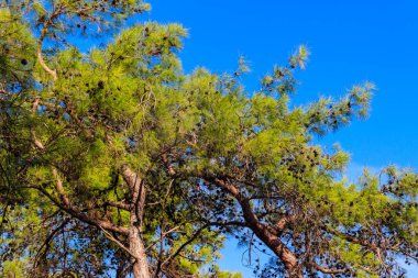 Mavi gökyüzüne karşı Türk çam ağacı (Pinus brutia)
